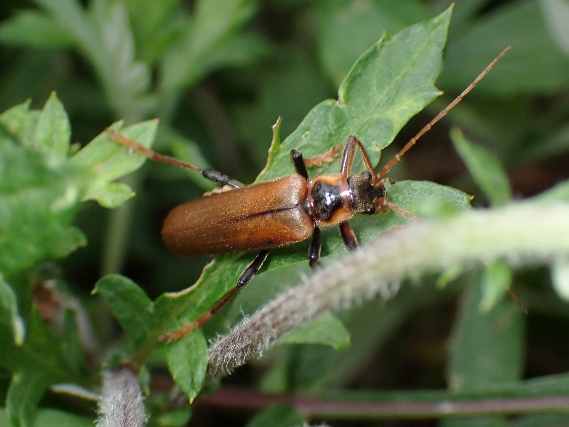 ジョウカイボンの高画質写真です。横浜市 青葉区 寺家ふるさと村で、2024年5月25日に撮影したものです。