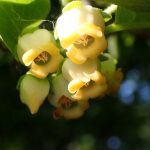 カキの雄花の高画質写真です。横浜市 青葉区 寺家ふるさと村で、2024年5月18日に撮影したものです。