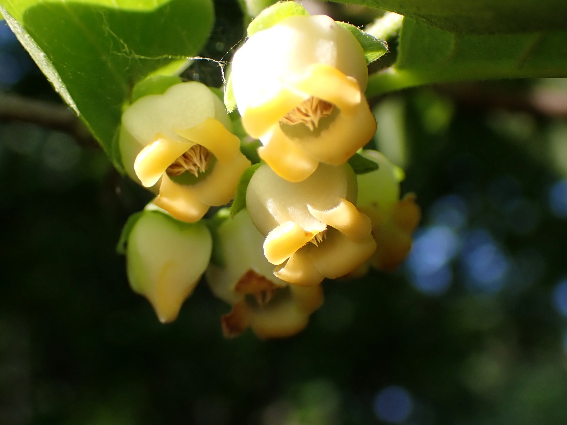 カキの雄花の高画質写真です。横浜市 青葉区 寺家ふるさと村で、2024年5月18日に撮影したものです。