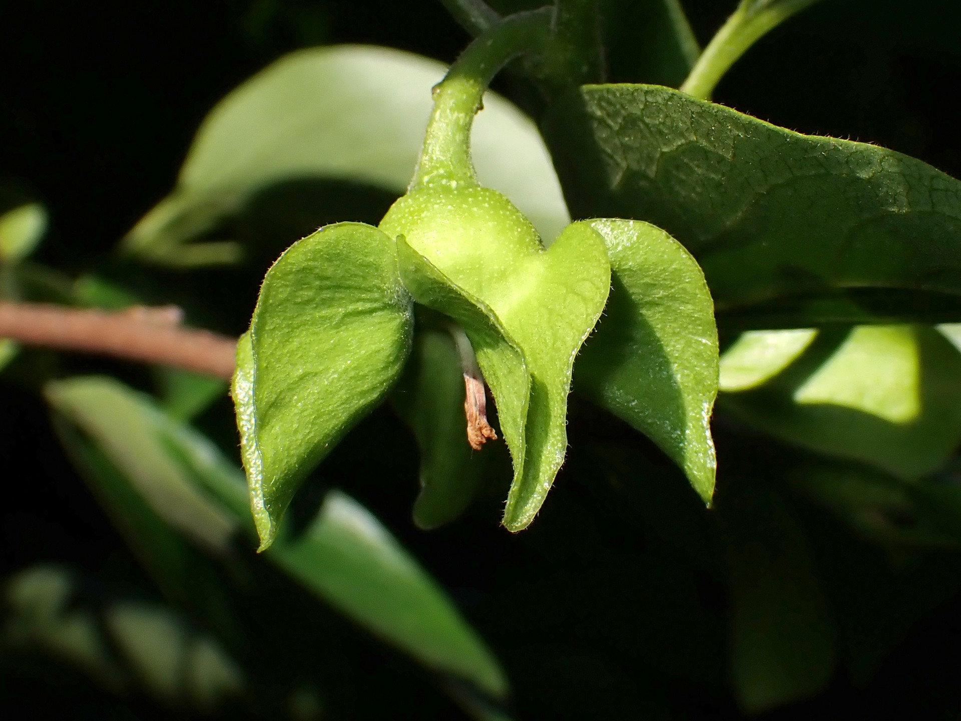カキの雌花の高画質写真です。横浜市 青葉区 寺家ふるさと村で、2024年5月18日に撮影したものです。