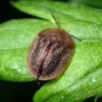 カメノコハムシの高画質写真です。横浜市 青葉区 寺家ふるさと村で、2024年5月25日に撮影したものです。