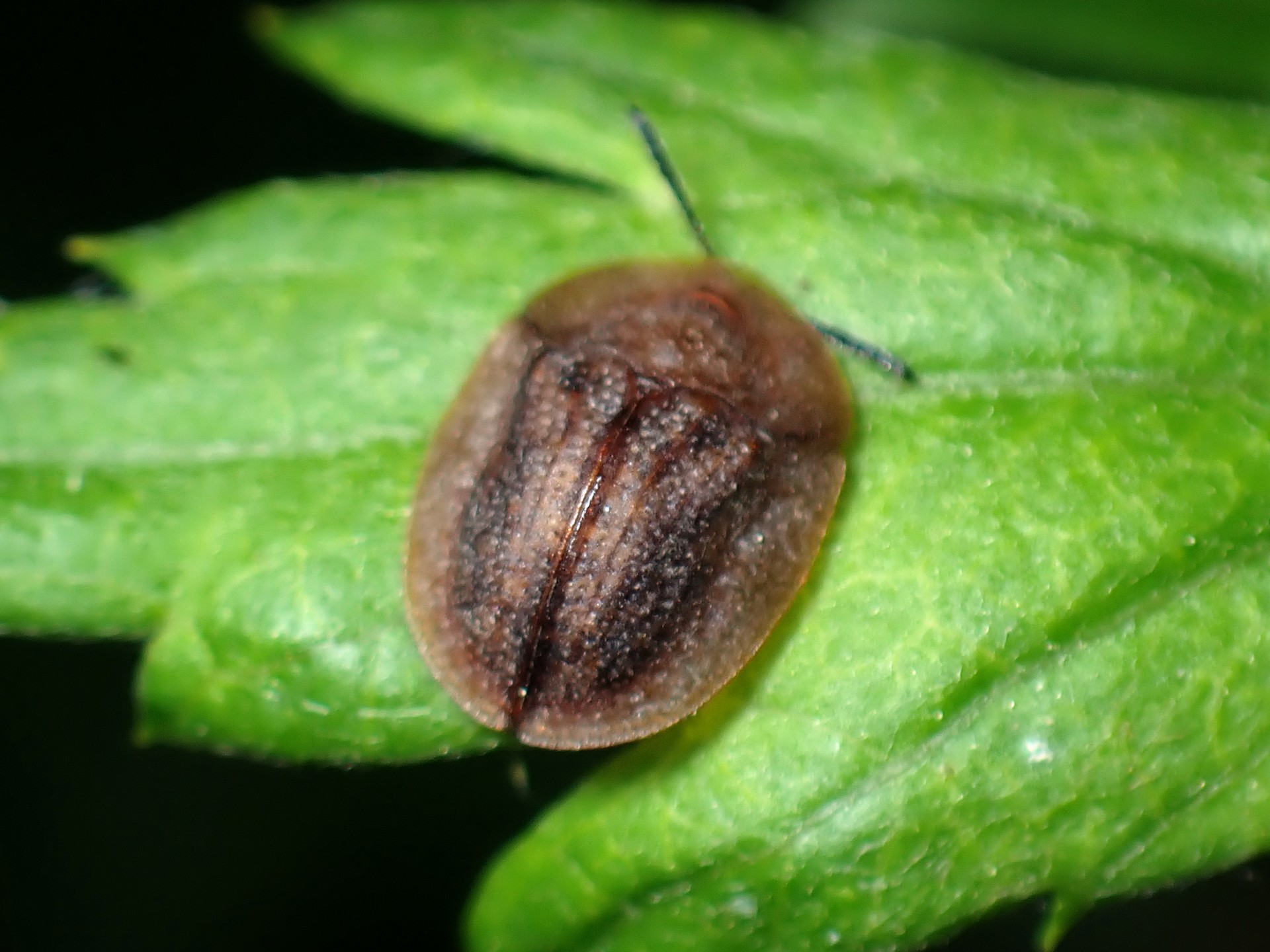 カメノコハムシの高画質写真です。横浜市 青葉区 寺家ふるさと村で、2024年5月25日に撮影したものです。