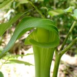 カントウマムシグサ の花の高画質写真です。横浜市 青葉区 寺家ふるさと村で、2024年5月4日に撮影したものです。