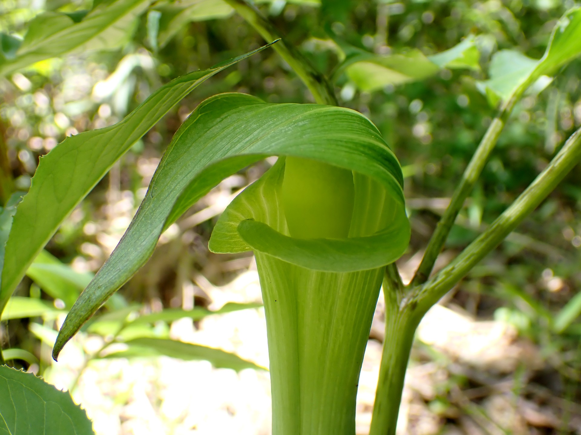 カントウマムシグサ の花の高画質写真です。横浜市 青葉区 寺家ふるさと村で、2024年5月4日に撮影したものです。