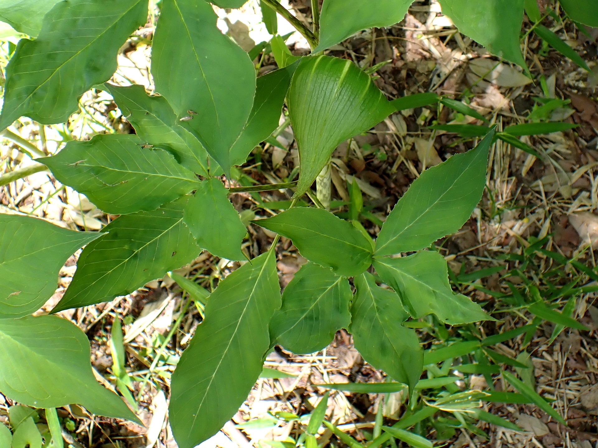 カントウマムシグサ の葉の高画質写真です。横浜市 青葉区 寺家ふるさと村で、2024年5月4日に撮影したものです。