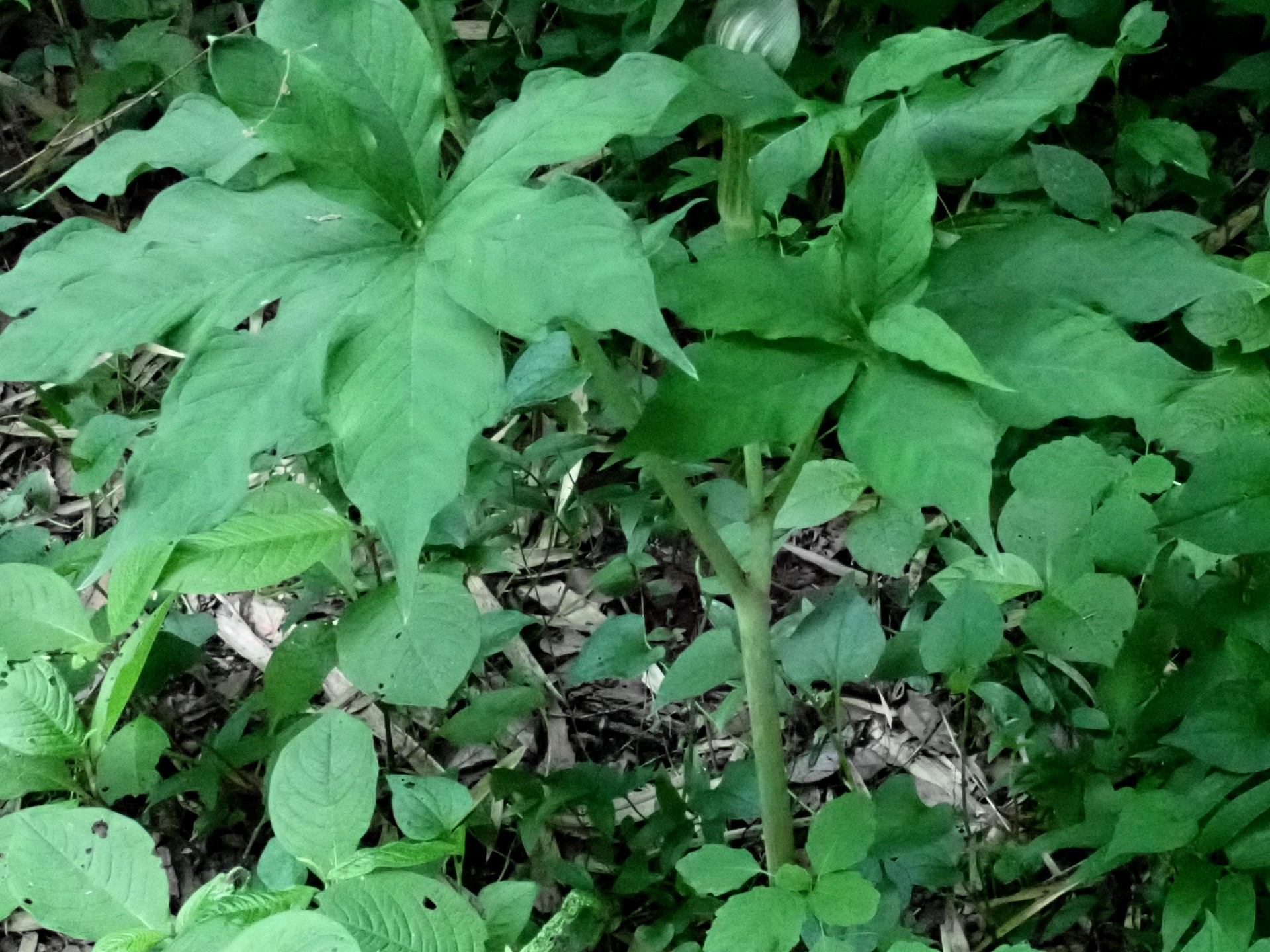 カントウマムシグサの写真です。横浜市 青葉区 寺家ふるさと村で、2024年5月18日に撮影したものです。