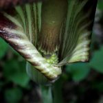 カントウマムシグサの種の拡大写真です。横浜市 青葉区 寺家ふるさと村で、2024年5月18日に撮影したものです。