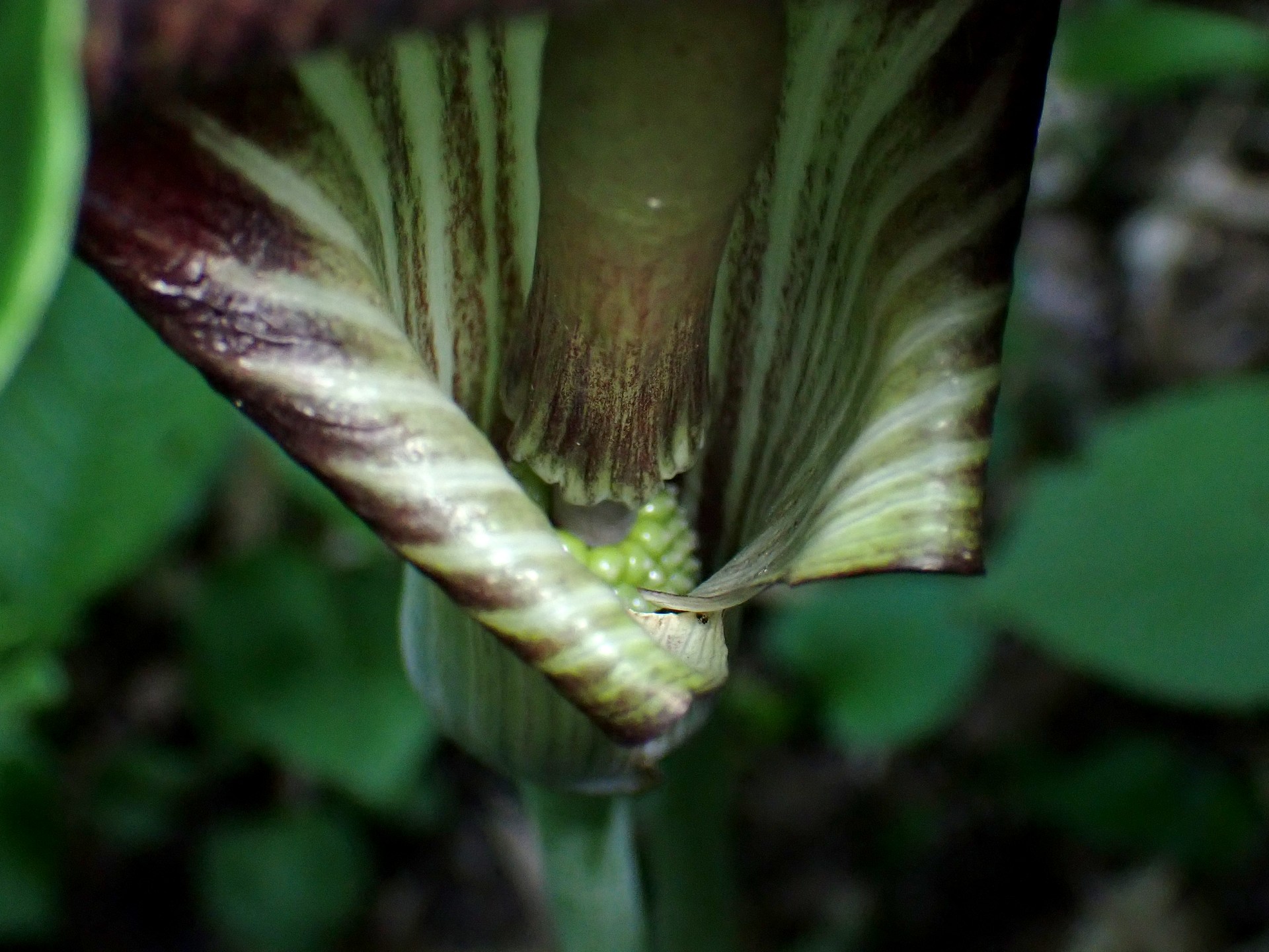 カントウマムシグサの種の拡大写真です。横浜市 青葉区 寺家ふるさと村で、2024年5月18日に撮影したものです。