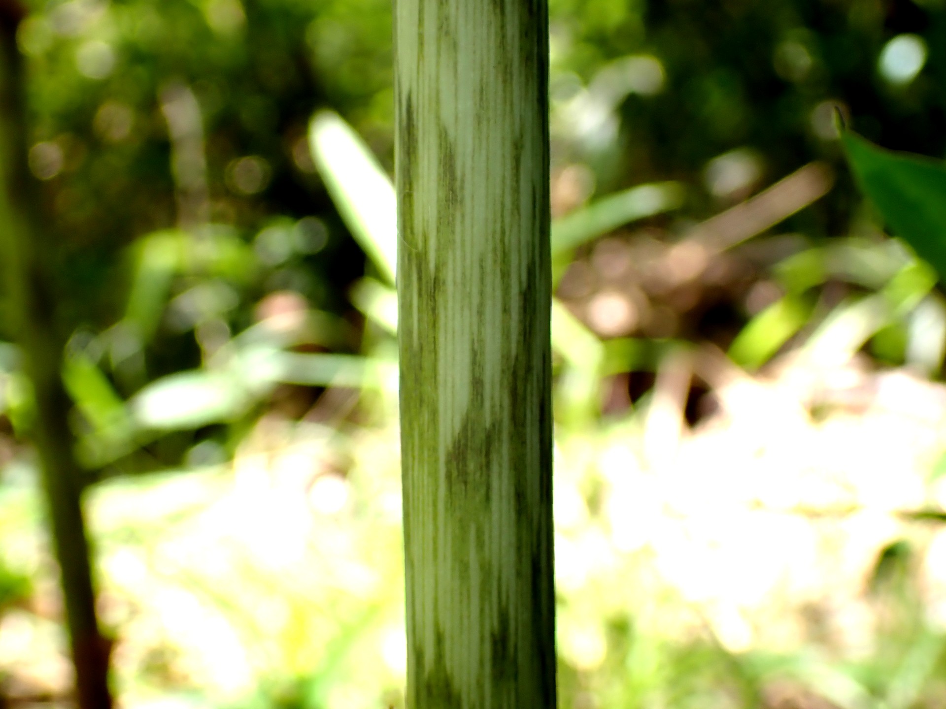 カントウマムシグサ の茎の高画質写真です。横浜市 青葉区 寺家ふるさと村で、2024年5月4日に撮影したものです。