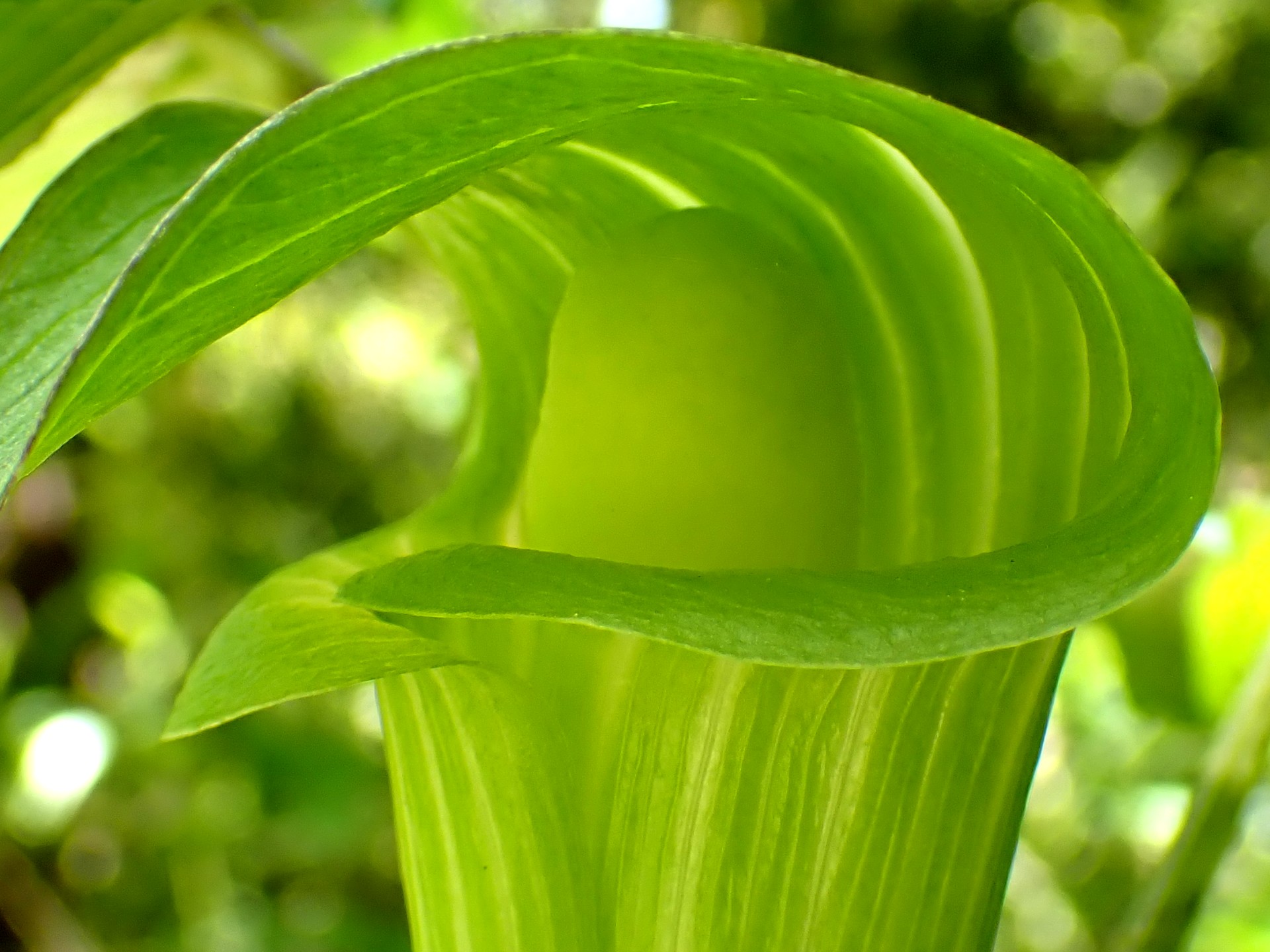 カントウマムシグサ の花の拡大高画質写真です。横浜市 青葉区 寺家ふるさと村で、2024年5月4日に撮影したものです。