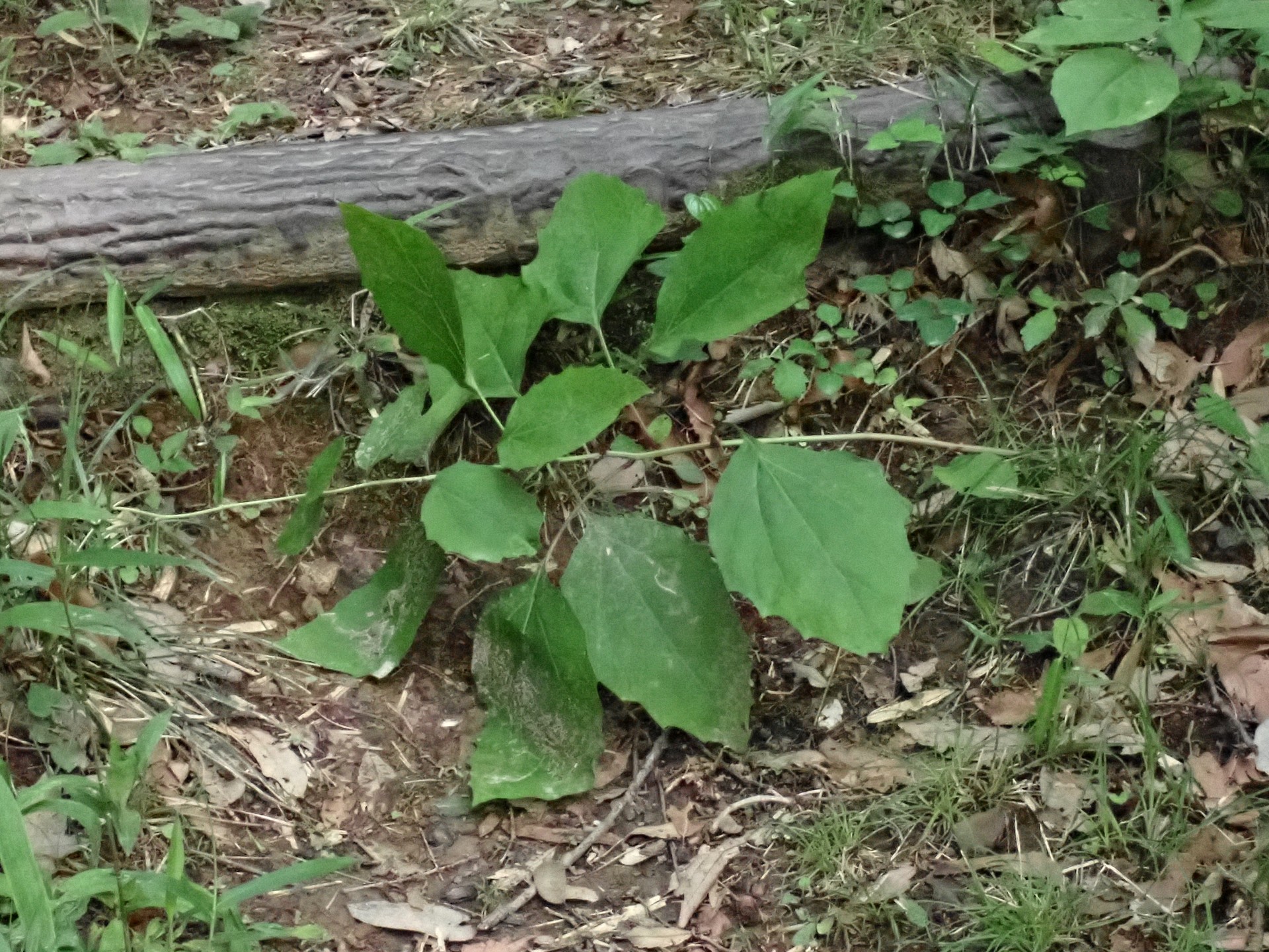 倒された カシワバハグマの写真です。横浜市 青葉区 寺家ふるさと村で、2024年5月22日に撮影したものです。