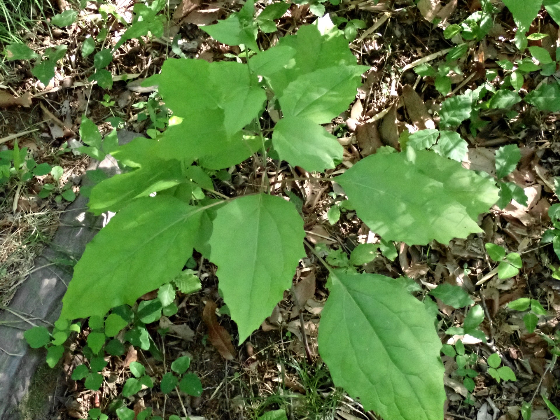 カシワバハグマの高画質写真です。横浜市 青葉区 寺家ふるさと村で、2024年5月5日に撮影したものです。
