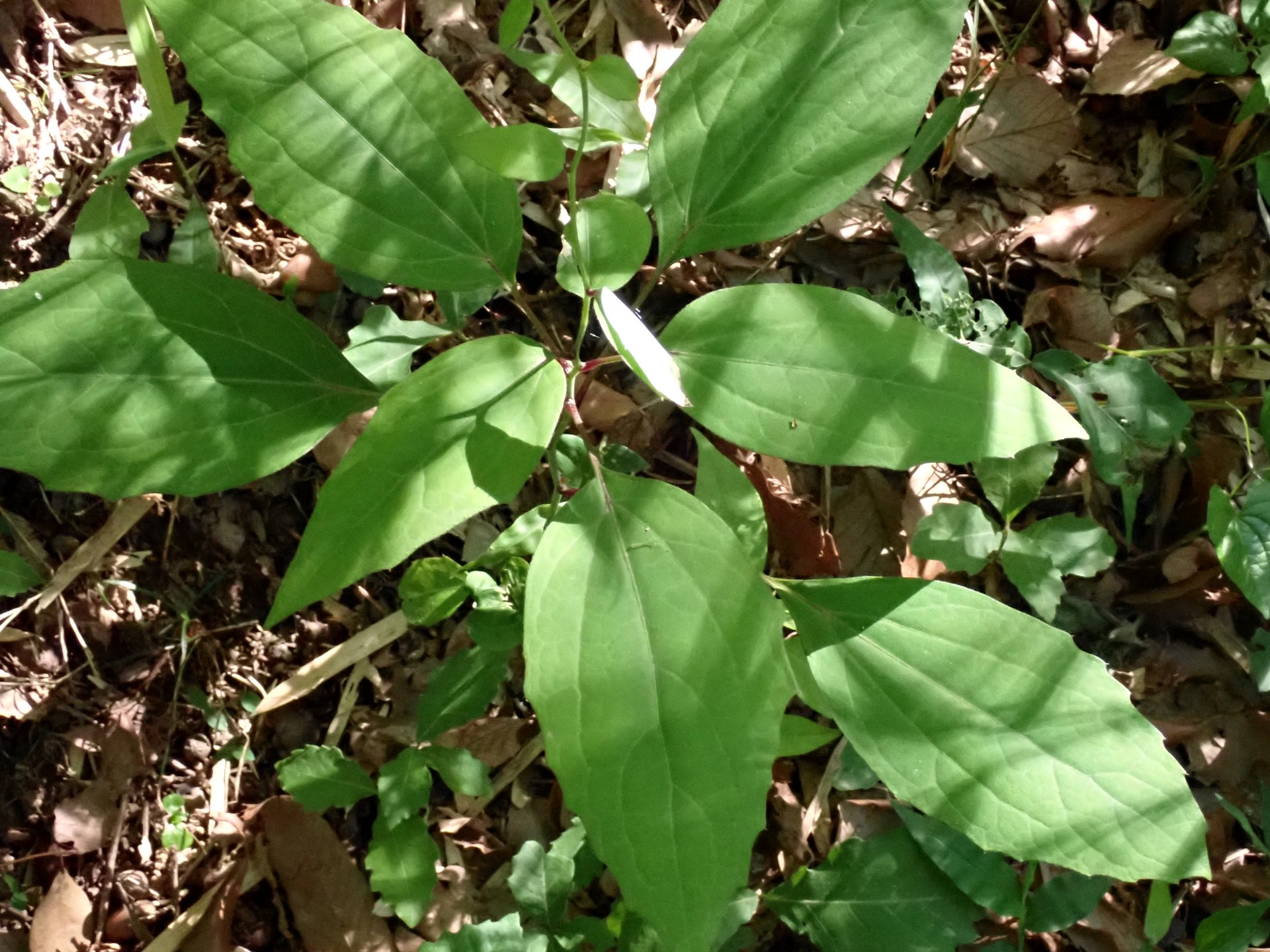 カシワバハグマの高画質写真です。横浜市 青葉区 寺家ふるさと村で、2024年5月5日に撮影したものです。