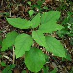 カシワバハグマの高画質写真です。横浜市 青葉区 寺家ふるさと村で、2024年5月5日に撮影したものです。