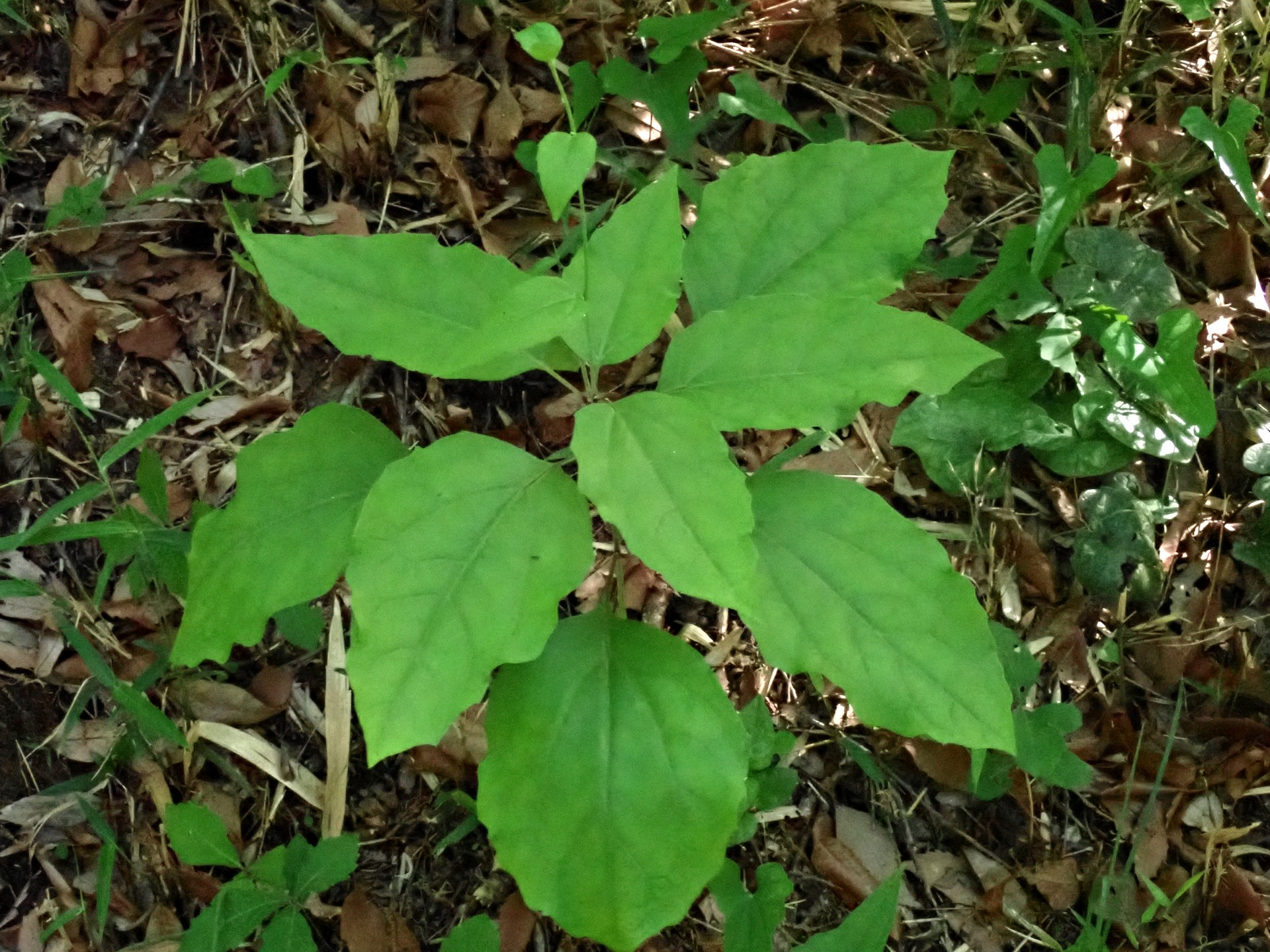 カシワバハグマの高画質写真です。横浜市 青葉区 寺家ふるさと村で、2024年5月5日に撮影したものです。