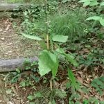 支柱を付けた カシワバハグマの写真です。横浜市 青葉区 寺家ふるさと村で、2024年5月22日に撮影したものです。