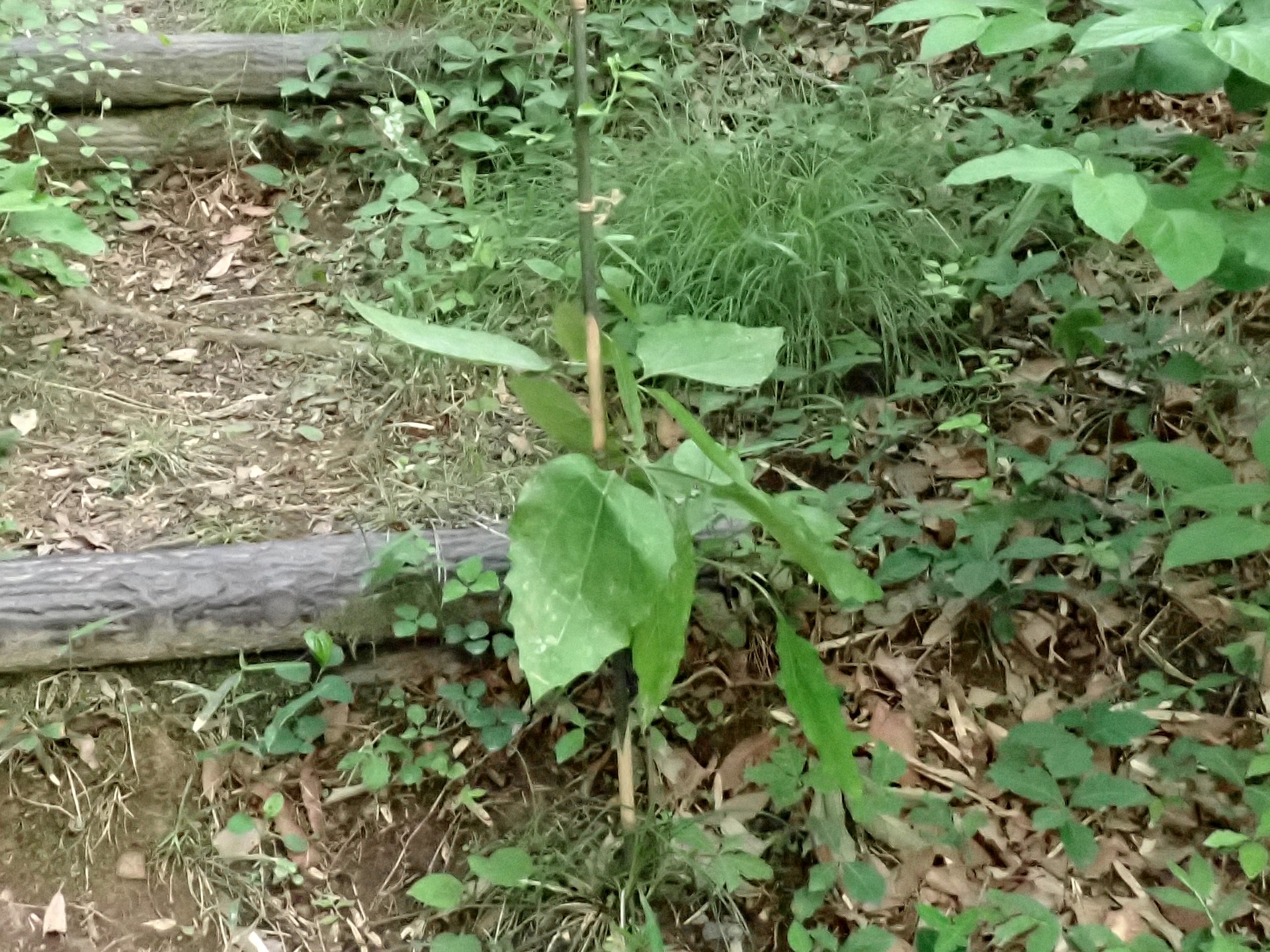 支柱を付けた カシワバハグマの写真です。横浜市 青葉区 寺家ふるさと村で、2024年5月22日に撮影したものです。