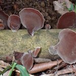 キクラゲの高画質写真です。横浜市 青葉区 寺家ふるさと村で、2024年5月15日に撮影したものです。