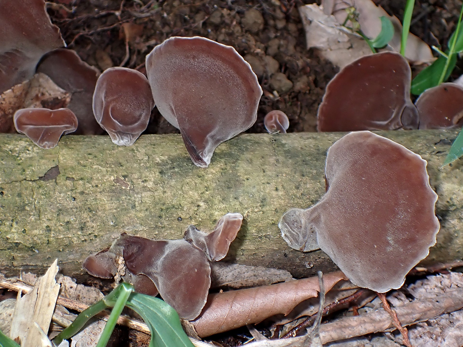 キクラゲの高画質写真です。横浜市 青葉区 寺家ふるさと村で、2024年5月15日に撮影したものです。