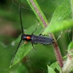 キクスイカミキリの高画質写真です。横浜市 青葉区 寺家ふるさと村で、2024年5月25日に撮影したものです。