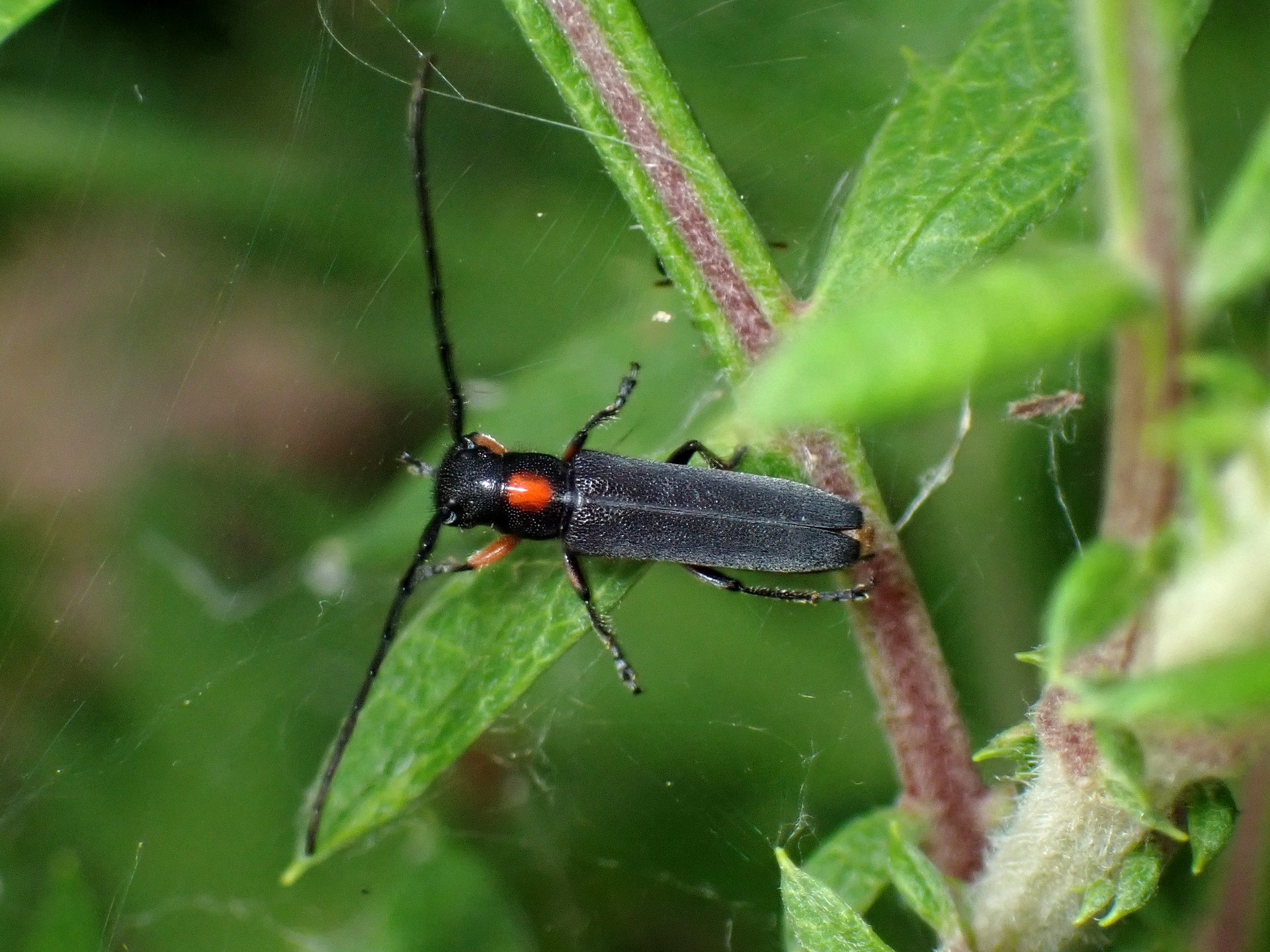 キクスイカミキリの高画質写真です。横浜市 青葉区 寺家ふるさと村で、2024年5月25日に撮影したものです。