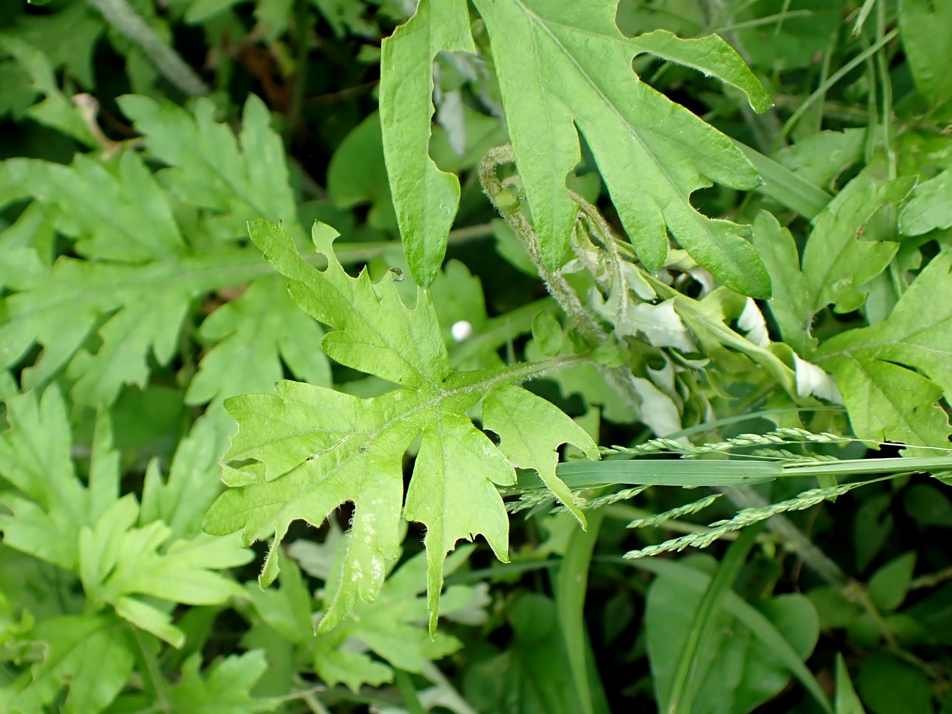 キクスイカミキリの食べ跡の高画質写真です。横浜市 青葉区 寺家ふるさと村で、2024年5月12日に撮影したものです。