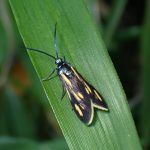 キスジホソマダラの高画質写真です。横浜市 青葉区 寺家ふるさと村で、2024年5月17日に撮影したものです。