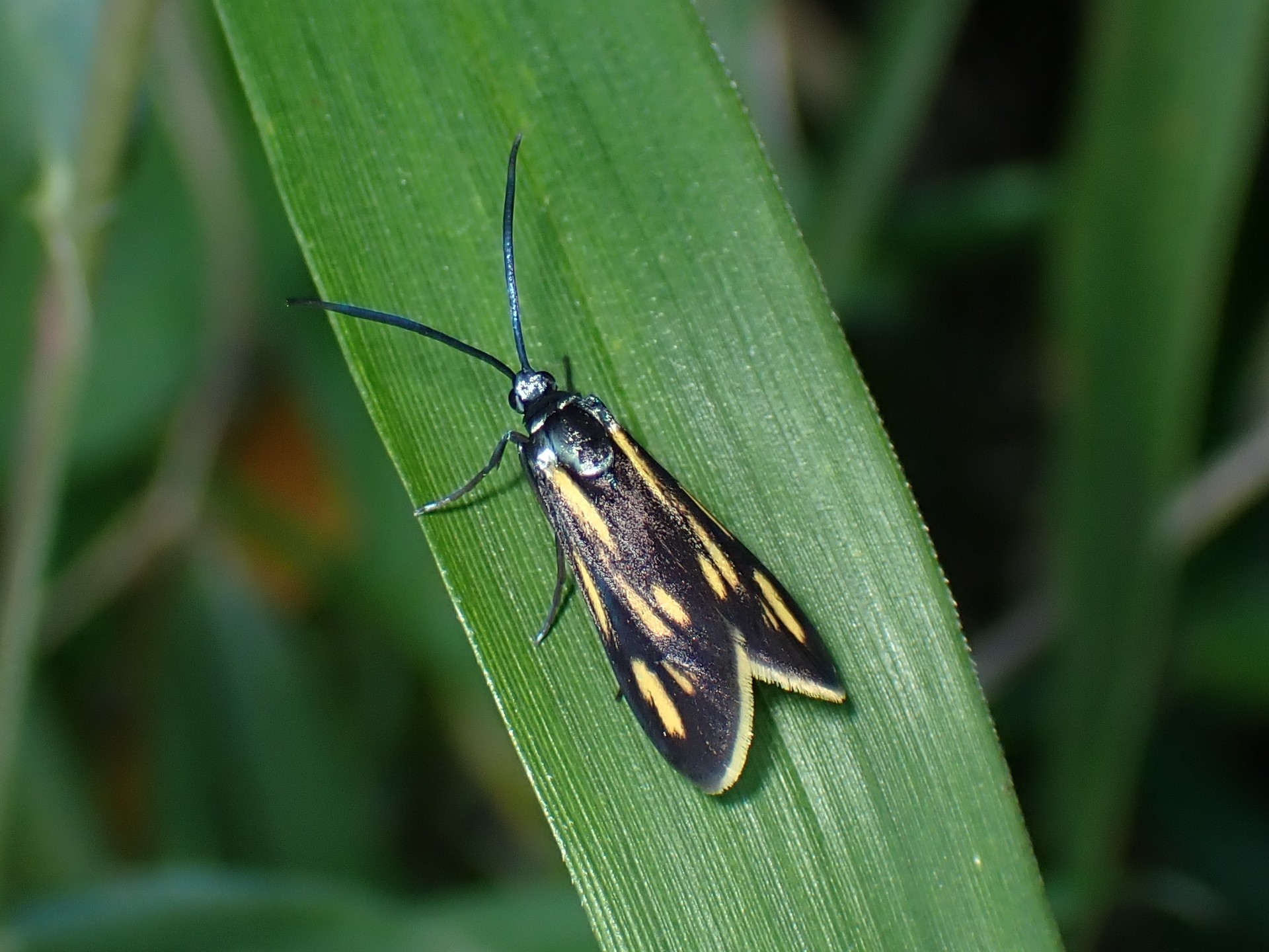 キスジホソマダラの高画質写真です。横浜市 青葉区 寺家ふるさと村で、2024年5月17日に撮影したものです。