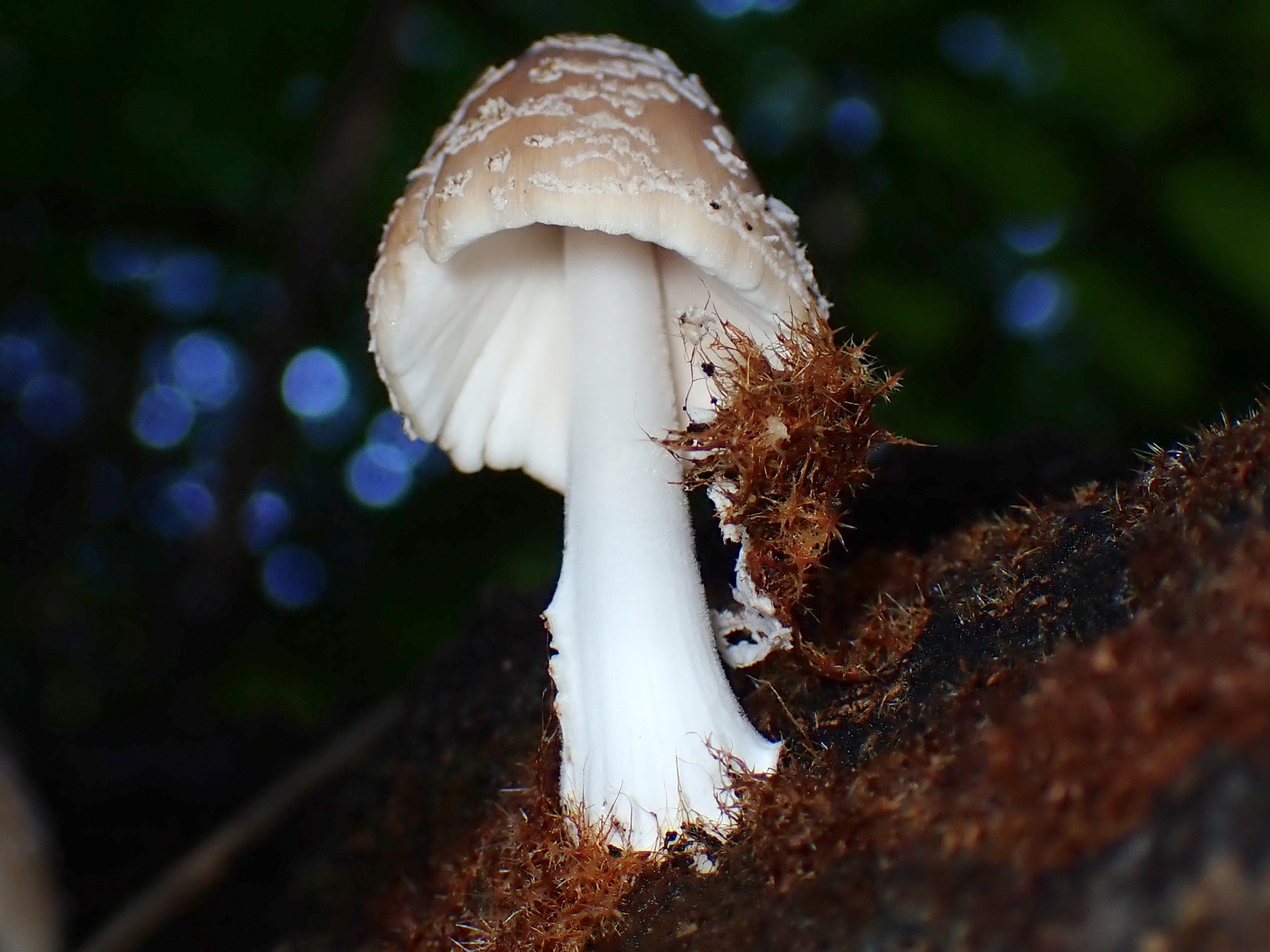 コキララタケのカサの裏の高画質写真です。横浜市 青葉区 寺家ふるさと村で、2024年5月14日に撮影したものです。