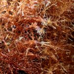 コキララタケの菌糸マット（オゾニウム）の高画質写真です。横浜市 青葉区 寺家ふるさと村で、2024年5月15日に撮影したものです。