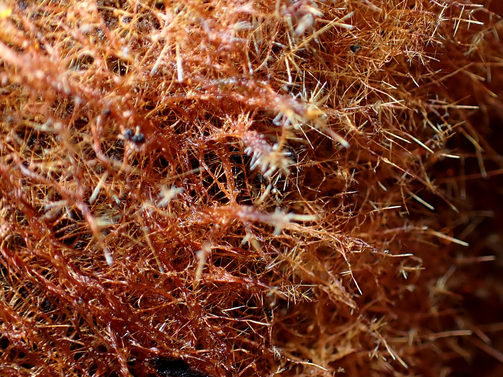 コキララタケの菌糸マット（オゾニウム）の高画質写真です。横浜市 青葉区 寺家ふるさと村で、2024年5月15日に撮影したものです。