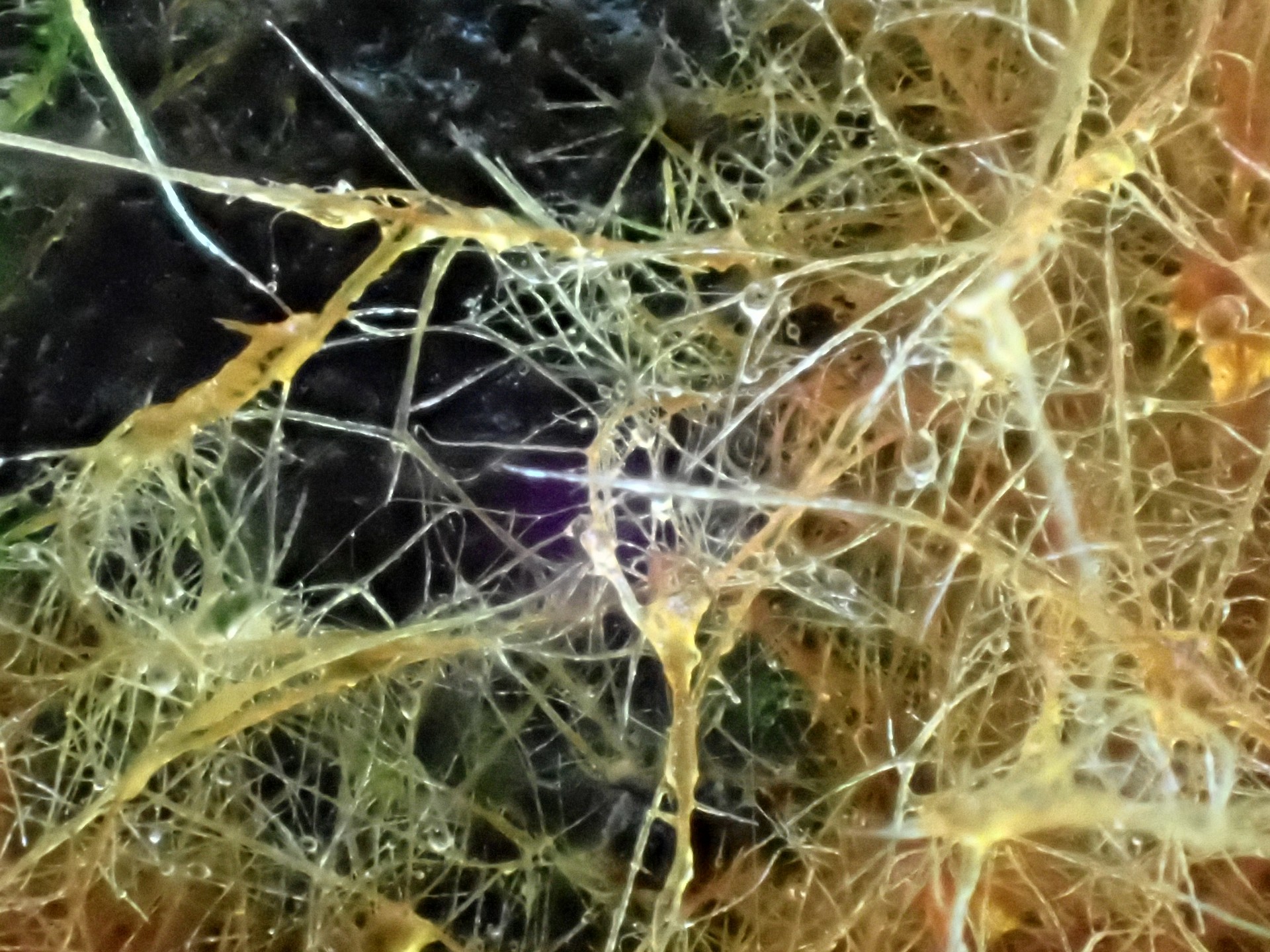 コキララタケの菌糸マット（オゾニウム）の高画質写真です。横浜市 青葉区 寺家ふるさと村で、2024年5月17日に撮影したものです。