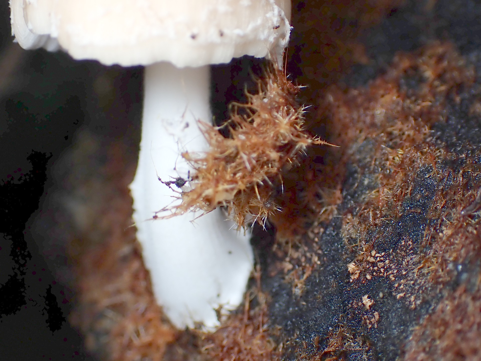 コキララタケの柄の高画質写真です。菌糸マット（オゾニウム）が付いています。横浜市 青葉区 寺家ふるさと村で、2024年5月14日に撮影したものです。