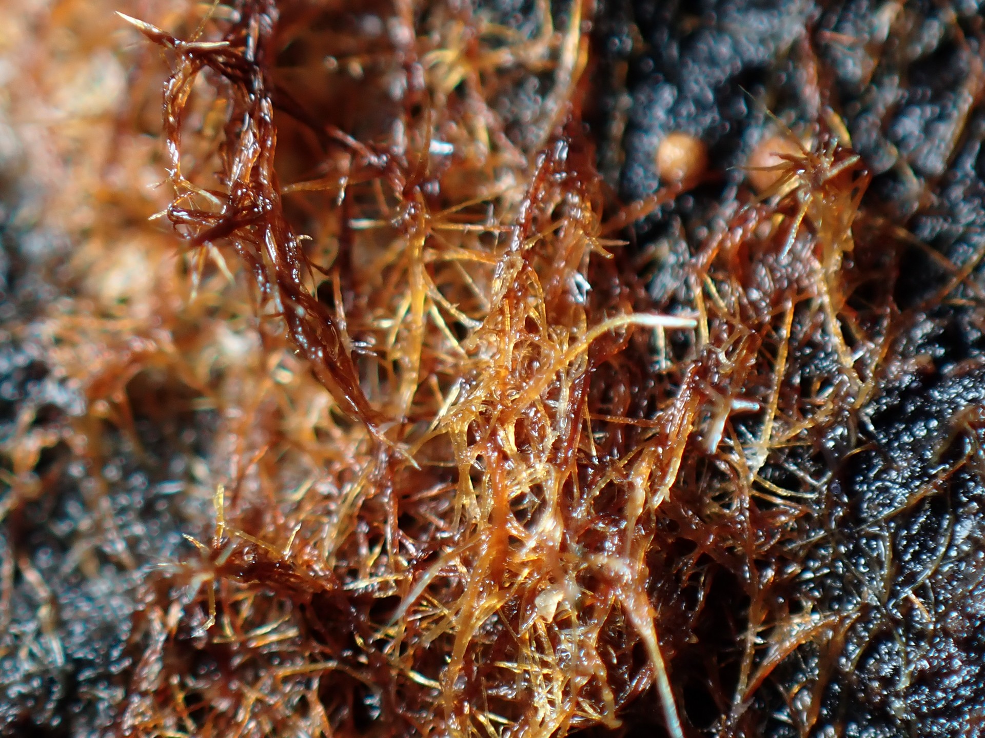 コキララタケの菌糸マット（オゾニウム）の拡大高画質写真です。横浜市 青葉区 寺家ふるさと村で、2024年5月14日に撮影したものです。