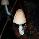 コキララタケのカサの高画質写真です。横浜市 青葉区 寺家ふるさと村で、2024年5月14日に撮影したものです。