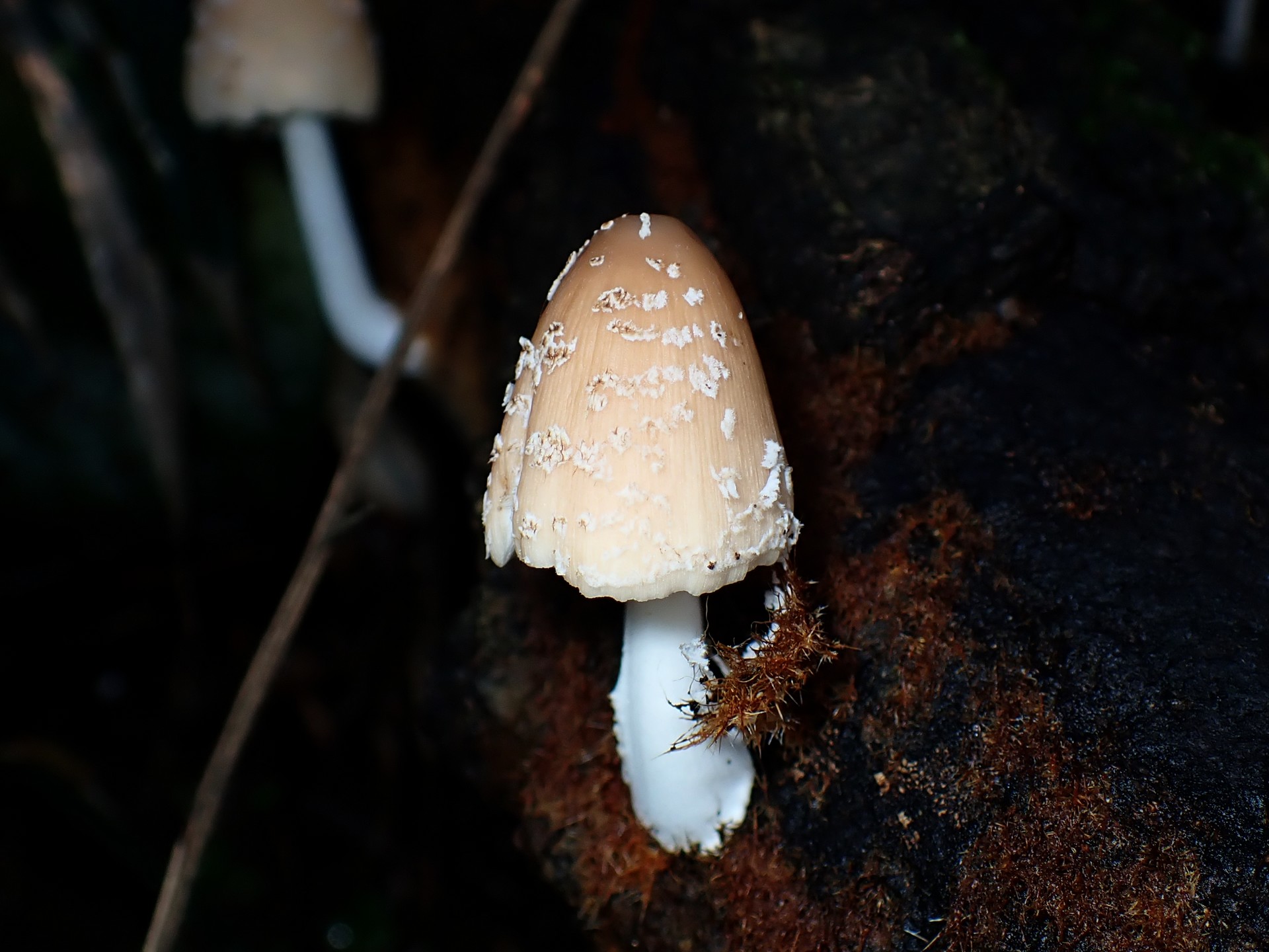 コキララタケのカサの高画質写真です。横浜市 青葉区 寺家ふるさと村で、2024年5月14日に撮影したものです。