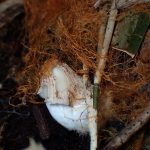 コキララタケの幼菌の高画質写真です。横浜市 青葉区 寺家ふるさと村で、2024年5月18日に撮影したものです。