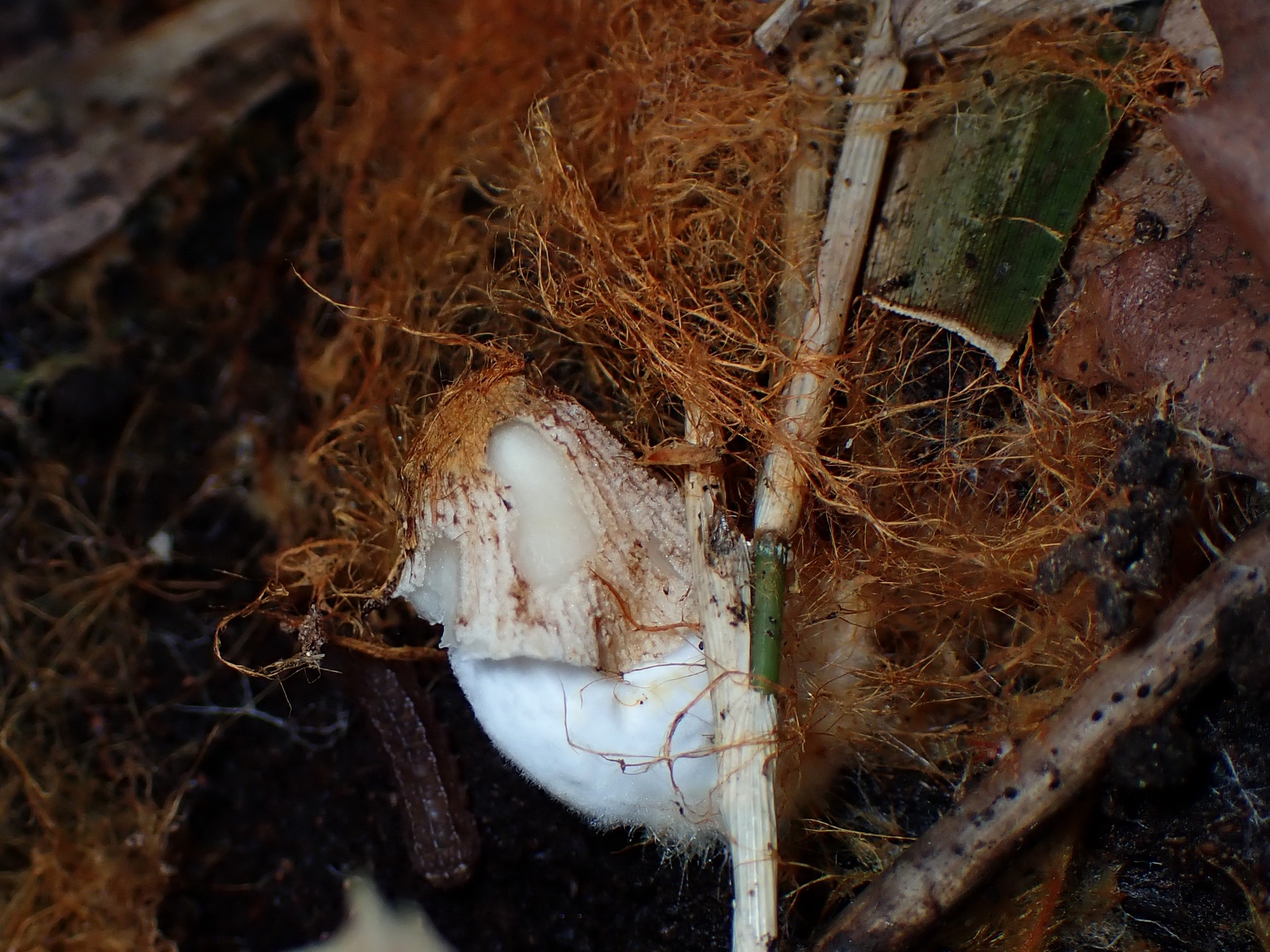 コキララタケの幼菌の高画質写真です。横浜市 青葉区 寺家ふるさと村で、2024年5月18日に撮影したものです。