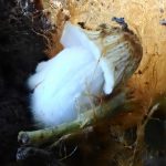 コキララタケの幼菌の高画質写真です。横浜市 青葉区 寺家ふるさと村で、2024年5月17日に撮影したものです。