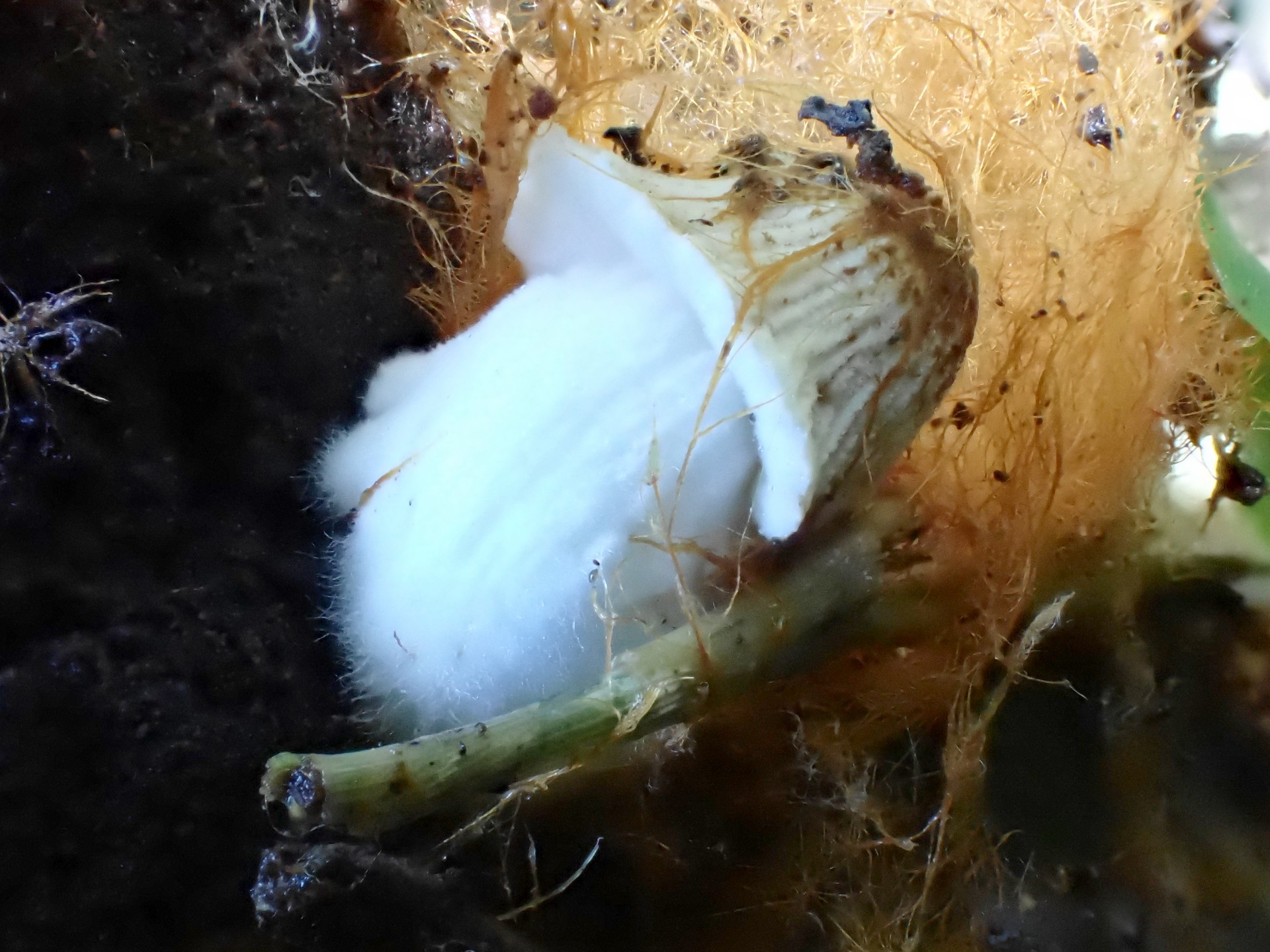 コキララタケの幼菌の高画質写真です。横浜市 青葉区 寺家ふるさと村で、2024年5月17日に撮影したものです。