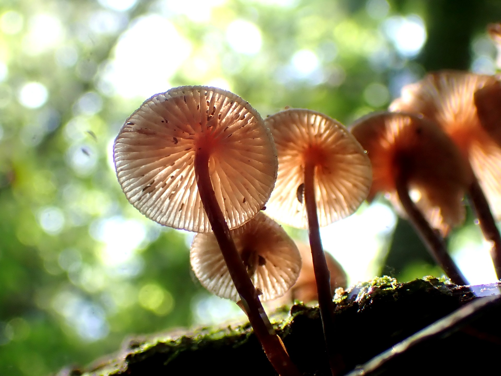 クヌギタケのカサの裏の高画質写真です。横浜市 青葉区 寺家ふるさと村で、2024年5月4日に撮影したものです。