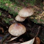 クヌギタケの高画質写真です。横浜市 青葉区 寺家ふるさと村で、2024年5月4日に撮影したものです。