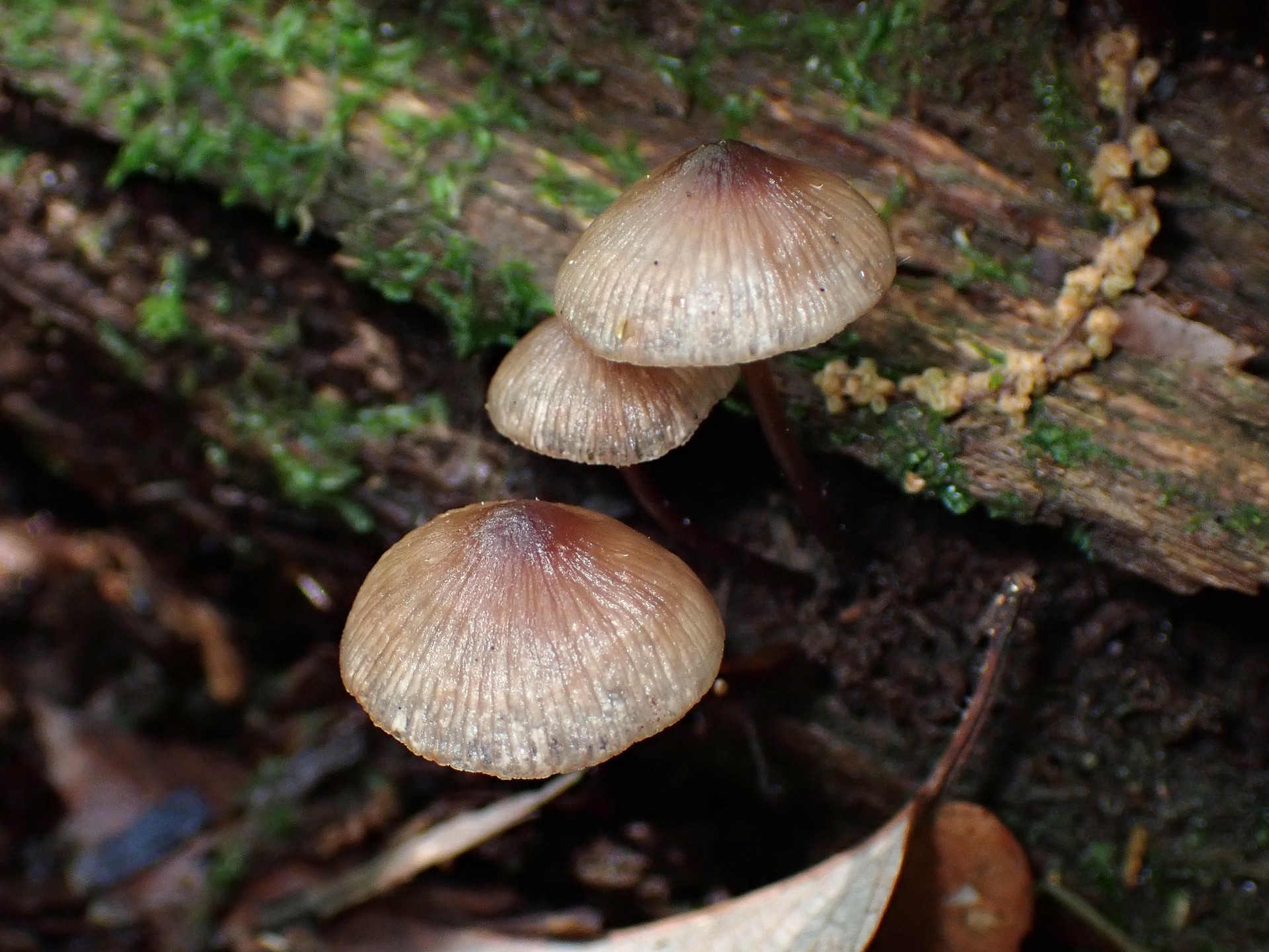 クヌギタケの高画質写真です。横浜市 青葉区 寺家ふるさと村で、2024年5月4日に撮影したものです。