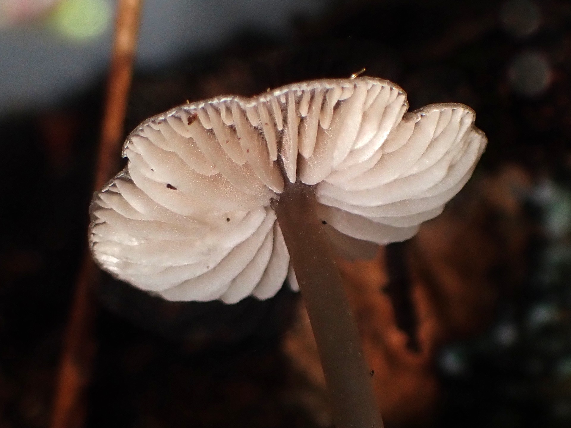 クヌギタケの仲間のカサの裏側の高画質写真です。横浜市 青葉区 寺家ふるさと村で、2024年5月18日に撮影したものです。