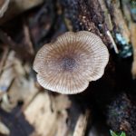 クヌギタケの仲間のカサの高画質写真です。横浜市 青葉区 寺家ふるさと村で、2024年5月18日に撮影したものです。