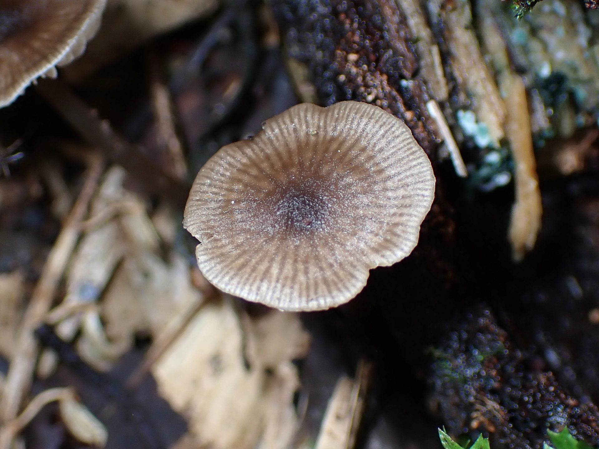 クヌギタケの仲間のカサの高画質写真です。横浜市 青葉区 寺家ふるさと村で、2024年5月18日に撮影したものです。