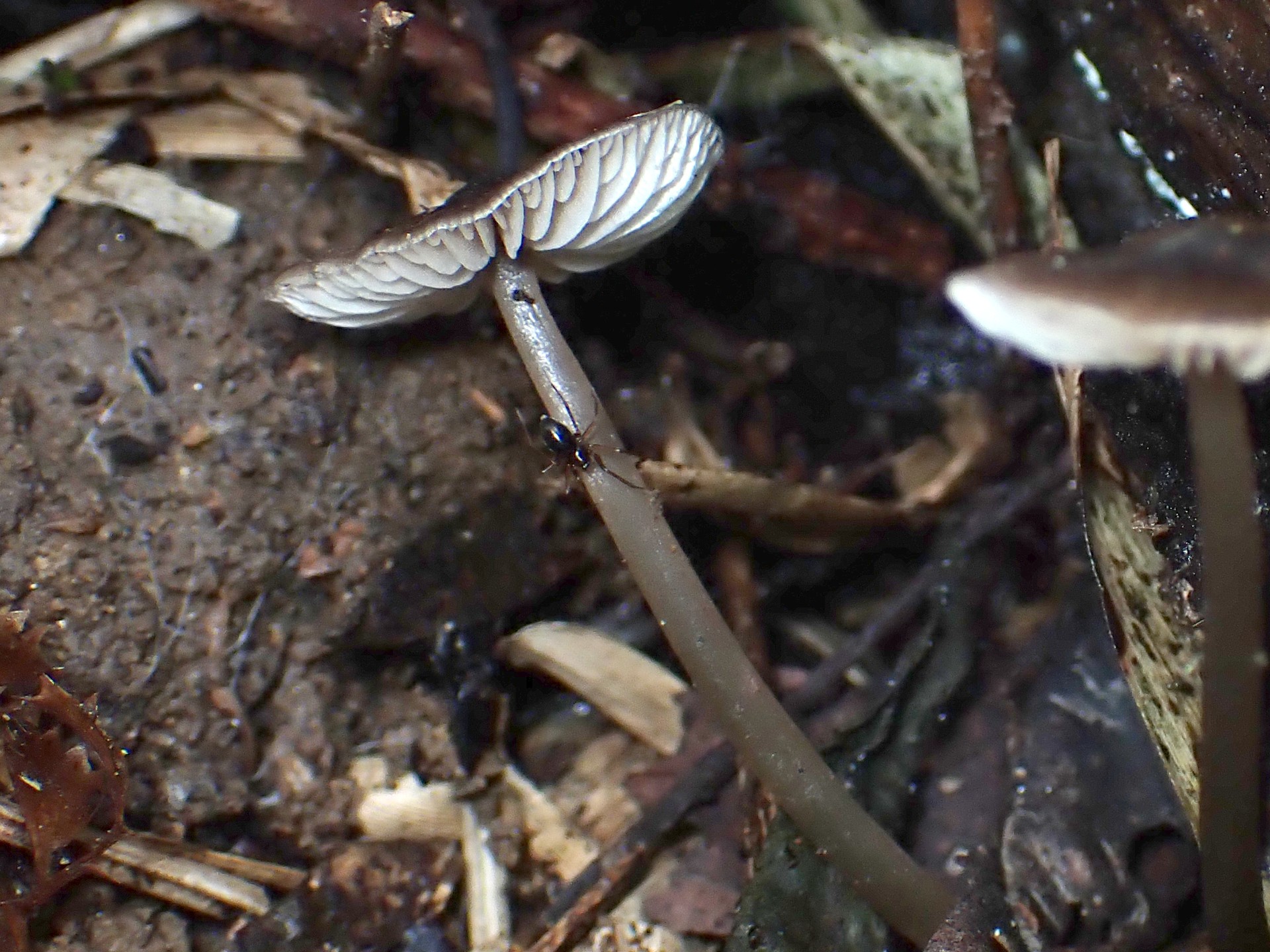 クヌギタケの仲間の柄の高画質写真です。横浜市 青葉区 寺家ふるさと村で、2024年5月18日に撮影したものです。