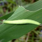 クロコノマチョウ の幼虫の高画質写真です。横浜市 青葉区 寺家ふるさと村で、2024年5月30日に撮影したものです。