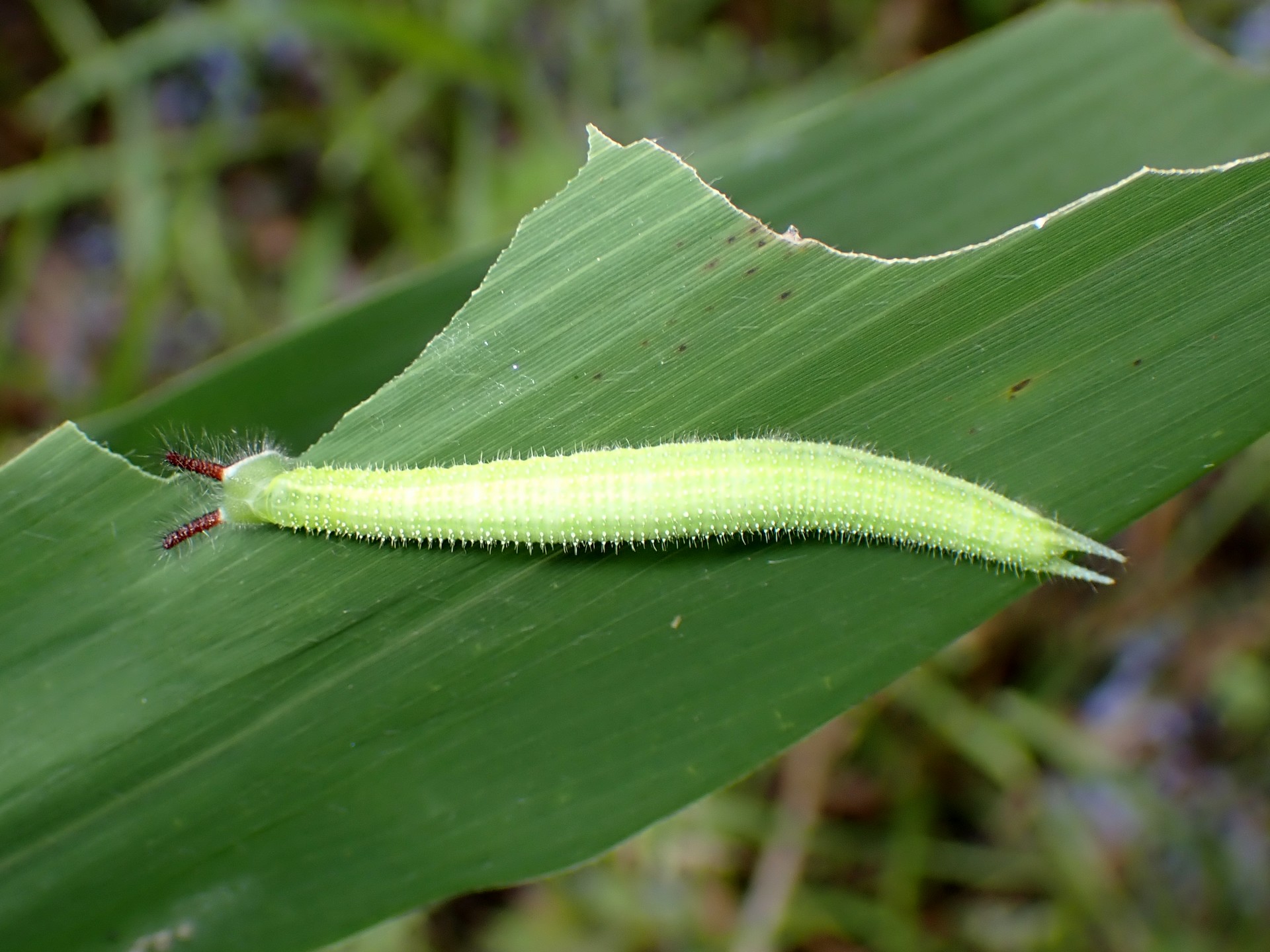 クロコノマチョウ の幼虫の高画質写真です。横浜市 青葉区 寺家ふるさと村で、2024年5月30日に撮影したものです。