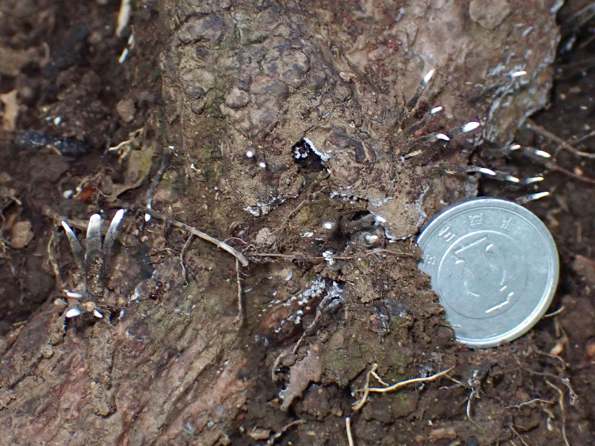 クロサイワイタケの仲間の高画質写真です。横浜市 青葉区 寺家ふるさと村で、2024年5月23日に撮影したものです。